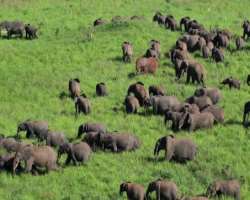 It is estimated that elephants here are hybrids of the savannah and forest elephants.